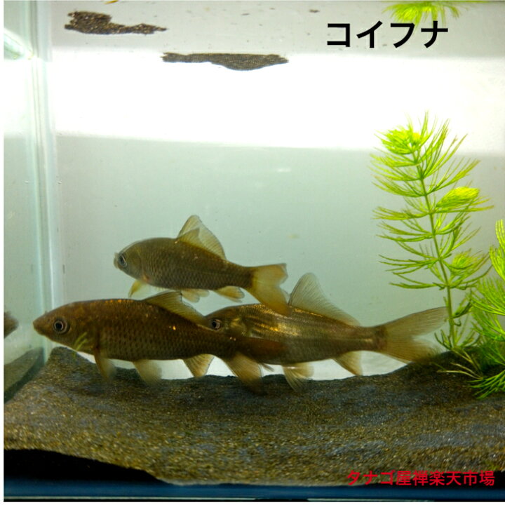 楽天市場】コイフナ 9～11センチ 1匹 販売 送料無料 川魚 淡水魚 