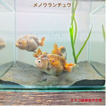 楽天市場】高級 らんちゅうの通販