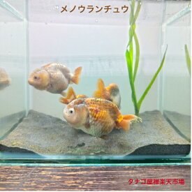 メノウランチュウ 約8センチ1匹 送料無料 金魚販売 らんちゅうキンギョきんぎょ観賞魚 淡水魚生体 稚魚 ペット アクアリウム