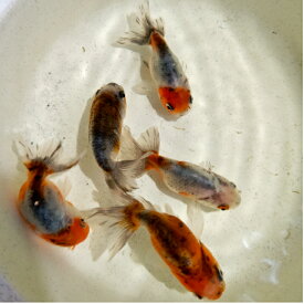 江戸錦 弥富産加藤氏 7～9センチ3匹セット 送料無料 エドニシキ 金魚販売 キンギョ きんぎょ 観賞魚販売 生体 ペット 稚魚 アクアリウム