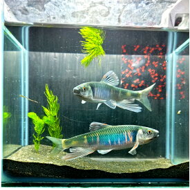 オイカワ 極美魚 約12～14センチ オス1匹 送料無料 ヤマベ 生体 川魚 日本産淡水魚 観賞魚販売 アクアリウム ペット 稚魚