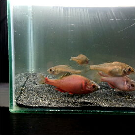 火山タナゴ5〜8センチ オス1匹 送料無料 かざんたなご タナゴ たなご シーナンタナゴ 観賞魚販売 淡水魚 生体 ペット 稚魚