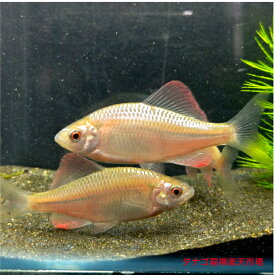 ゴールドメタリック カネヒラ 5～6センチ1ペア 送料無料 タナゴ たなご 観賞魚販売 日本産淡水魚 淡水魚 生体 かねひら ペット アクアリウム
