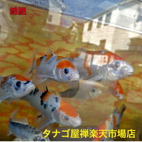 楽天市場】稚魚 錦鯉生体の通販