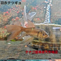 楽天市場】金魚 鉄魚の通販