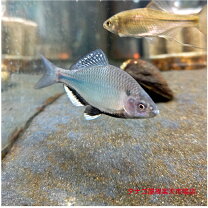 楽天市場】タナゴ 生体（観賞魚｜熱帯魚・アクアリウム）：ペット 