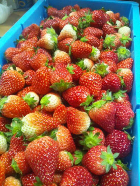 楽天市場 いちご酒 宮寒梅 みやかんばい 陽のしずく いちご酒 宮城県山元町参いちご果汁 100 使用 7ml 宮城 寒梅酒造 クール便設定 田んぼの中の地酒屋さぶん酒店 楽天市場 いちご酒 宮寒梅 みやかんばい 陽のしずく いちご酒 宮城県山元町参いちご果汁 100 使用 7ml 宮城 寒梅酒造 クール便設定 田んぼの中の地酒屋さぶん酒店