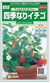 楽天市場 イチゴ 苗 四季なりの通販