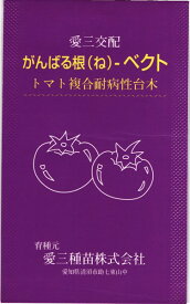 トマト台木 種 『がんばる根ベクト』 愛三種苗/1000粒