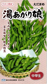 茶豆風味エダマメ 種 『湯あがり娘』 カネコ種苗/100粒