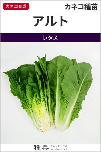 �R�X���^�X �� �w�A���g�x �J�l�R��c