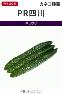 四葉キュウリ 種 『PR四川』 カネコ種苗
