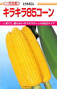 スイートコーン 種 『キラキラ85コーン』 カネコ種苗