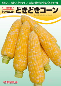 スイートコーン 種 『どきどきコーン』 カネコ種苗
