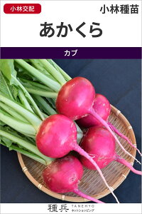 赤カブ 種 『あかくら』 小林種苗