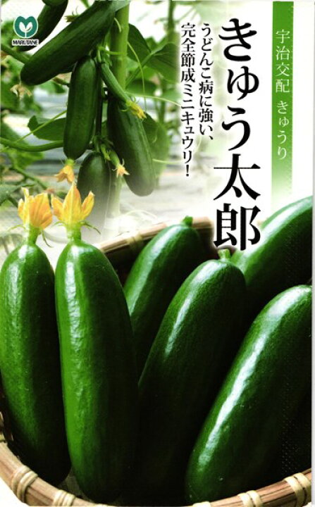 楽天市場 ミニキュウリ 種 きゅう太郎 丸種 小袋 6粒 種兵ネットショッピング