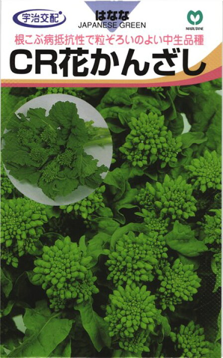 楽天市場 中生ナバナ 種 Cr花かんざし 丸種 小袋 5ml 種兵ネットショッピング