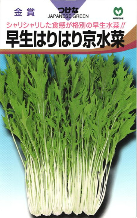 楽天市場 ミズナ 種 早生はりはり京水菜 丸種 小袋 7ml 種兵ネットショッピング