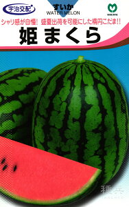 ȉ~ʃXCJ  wP܂x ێ