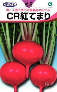 赤カブ 種 『CR紅てまり』 丸種