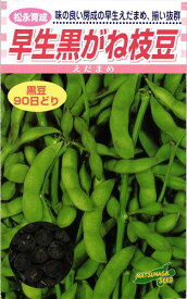 黒豆エダマメ 種 『早生黒がね枝豆』 松永種苗/小袋（30ml）