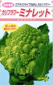 ロマネスコ 種 『ミナレット』 松永種苗/1000粒