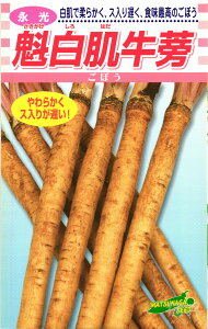 ゴボウ 種 『魁白肌牛蒡』 松永種苗