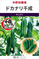 ミニキュウリ 種 『ドカナリ千成』 中原採種場