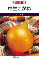 中生玉ねぎ 種 『中生こがね』 中原採種場