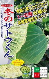 冬どりキャベツ 種 『冬のサトウくん』 ナント種苗