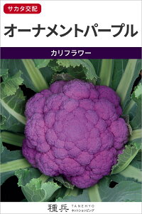 Jt[  wI[igp[vx TJ^̃^l