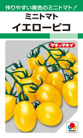 ミニトマト 種 『イエローピコ』 ATM157 タキイ種苗/27粒(GF)