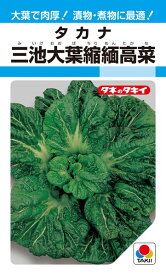 タカナ 種 『三池大葉縮緬高菜』 ATK104 タキイ種苗/3.5ml(MF)