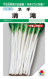 楽天市場 千住 葱の通販