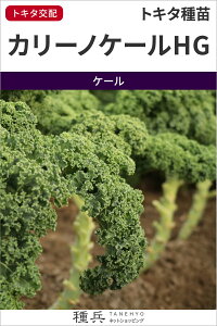 ケール 種 『カリーノケールHG』 トキタ種苗
