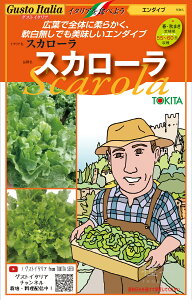 エンダイブ 種 『スカローラ(TSGI-1511)』 トキタ種苗