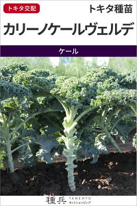 ケール 種 『カリーノケールヴェルデ』 トキタ種苗