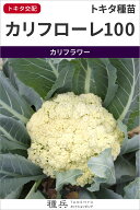 カリフラワー 種 『カリフローレ100』 トキタ種苗