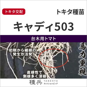 ؗpg}g  wLfB503x gL^c