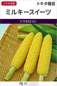 スイートコーン 種 『ミルキースイーツ』 トキタ種苗