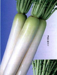 �J�l�R��c �_�C�R�� �卪 ��������@�V�ő�����@20ml