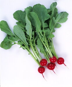 �J�l�R��c �n�c�J�_�C�R�� ��\���卪�@�`�F���[�x���@����