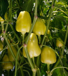 �J�l�R��c�@�s�[�}���@�l�j���[�N���[���@����