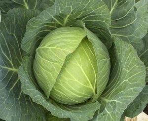 JlRc@Lxc ׂ@ȁ@R[g5000