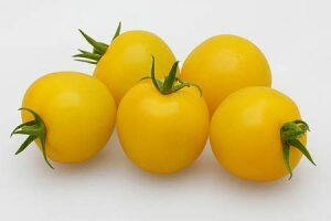 �J�l�R��c�@�g�}�g �@�C�G���[�z�[�v�@100��