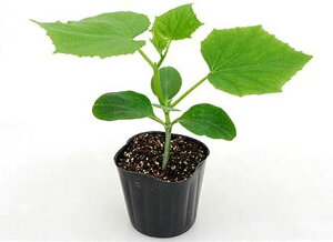 JlRc@u[X^Cv LE؃J{`@uCu@350