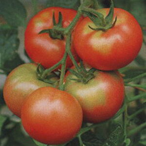  c g}g Ƃ܂Ɓ@Â@20ml