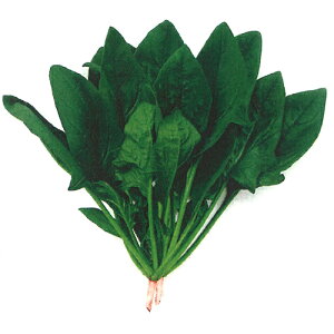  ^J}V[h zE\E @@ ق񂻂@XbK[@