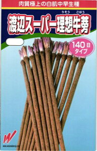 渡辺農事 ゴボウ 渡辺スーパー理想 2dl