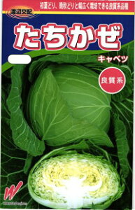 nӔ_ Lxc  2000